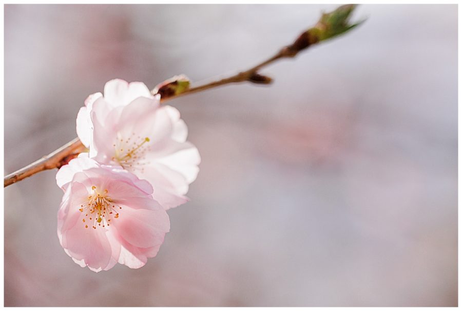 Cherry blossom at the Arnold Arboretum