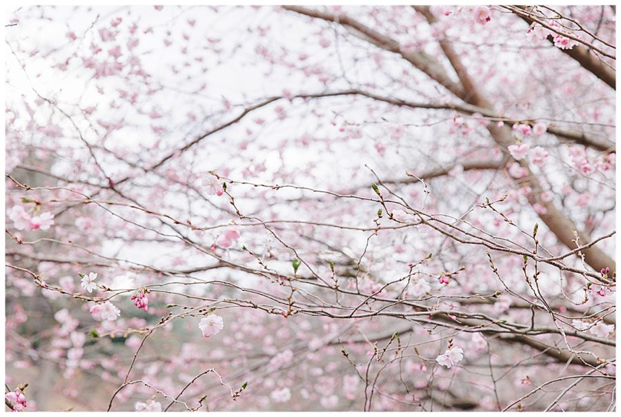 Cherry blossoms at Arnold Arboretum