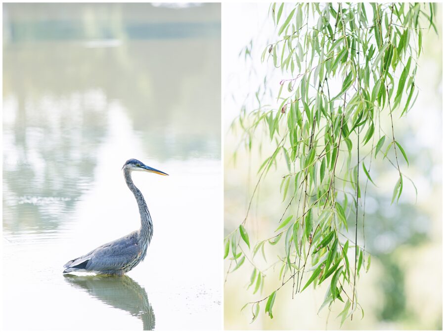 Great blue heron and weeping willow