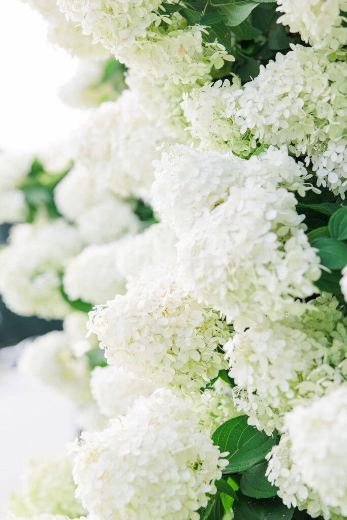 White hydrangeas representing a Cape Cod wedding photographer