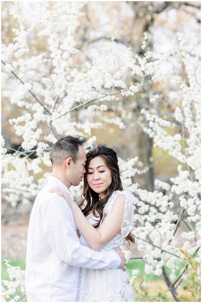 Couple snuggling in front of blossoming plum trees at Harvard's Arnold Arboretum during their engagement photos
