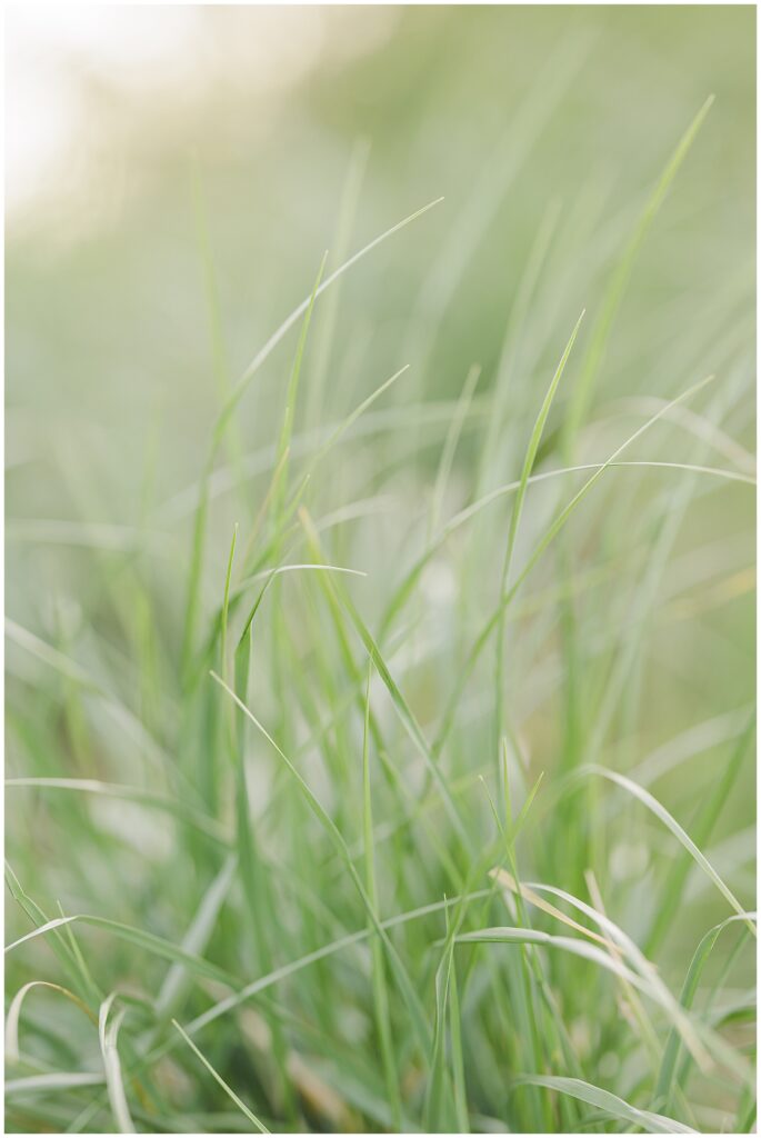 Beach grass at a Gloucester beach