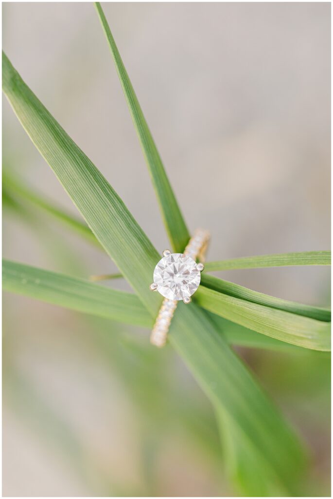 Engagement ring on blades of beach grass