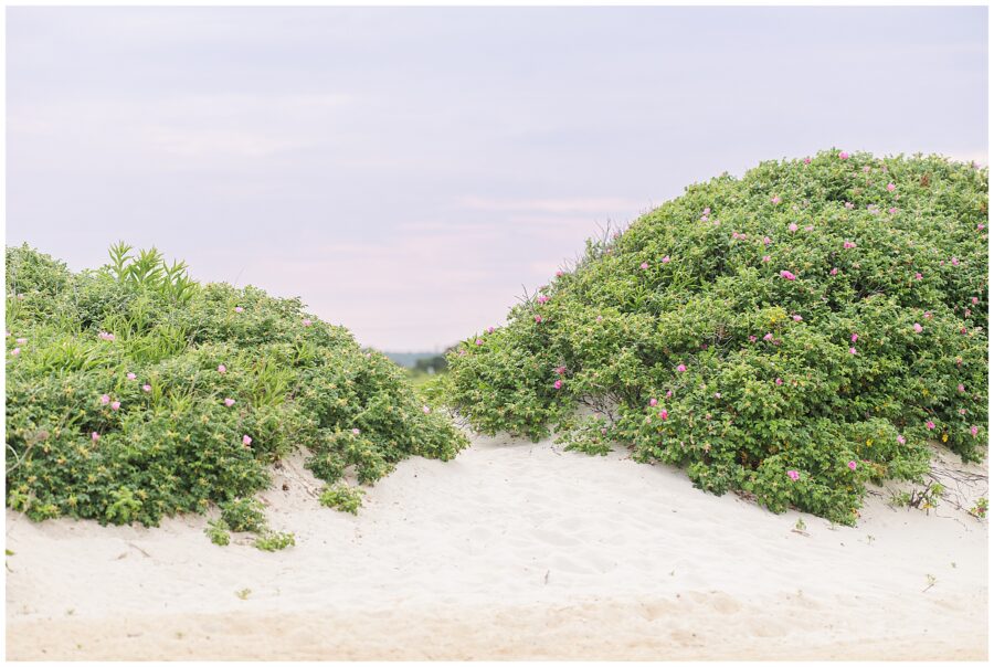 A sandy path between two green bushes with small pink flowers.