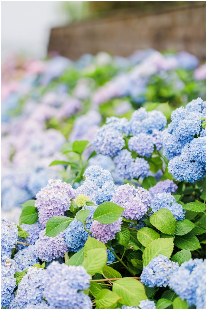 Close-up of blue and purple hydrangeas at Wychmere Beach Club