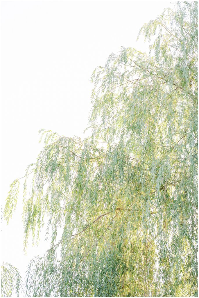 Close-up of the upper branches of a willow tree with slender, green leaves softly illuminated by bright sunlight.