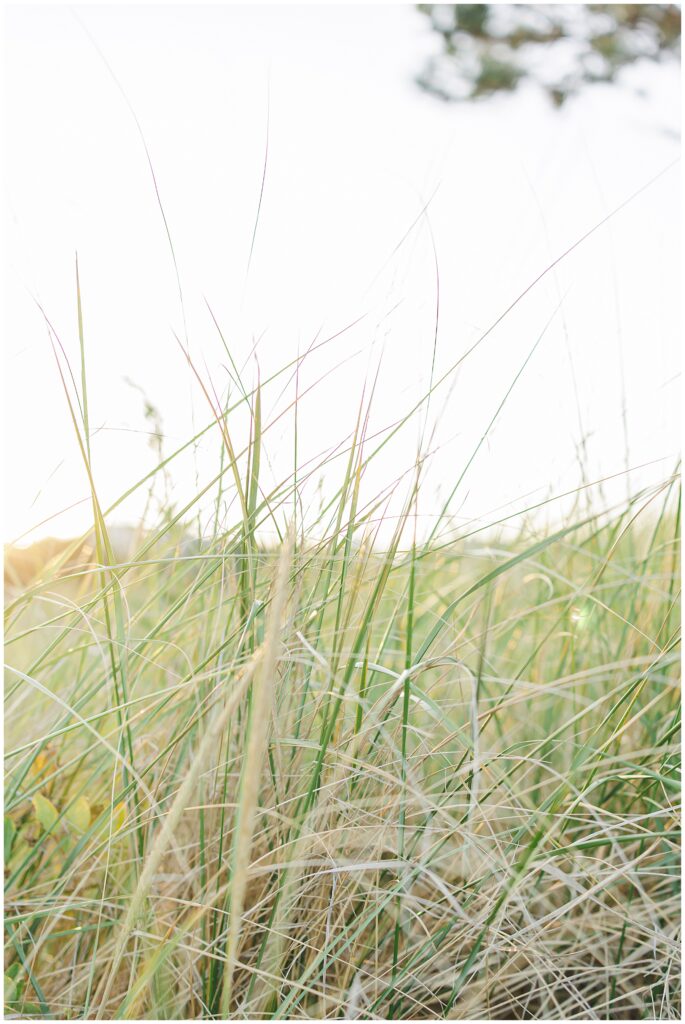 A close-up shot of beach grass with soft sunlight highlighting the delicate blades.