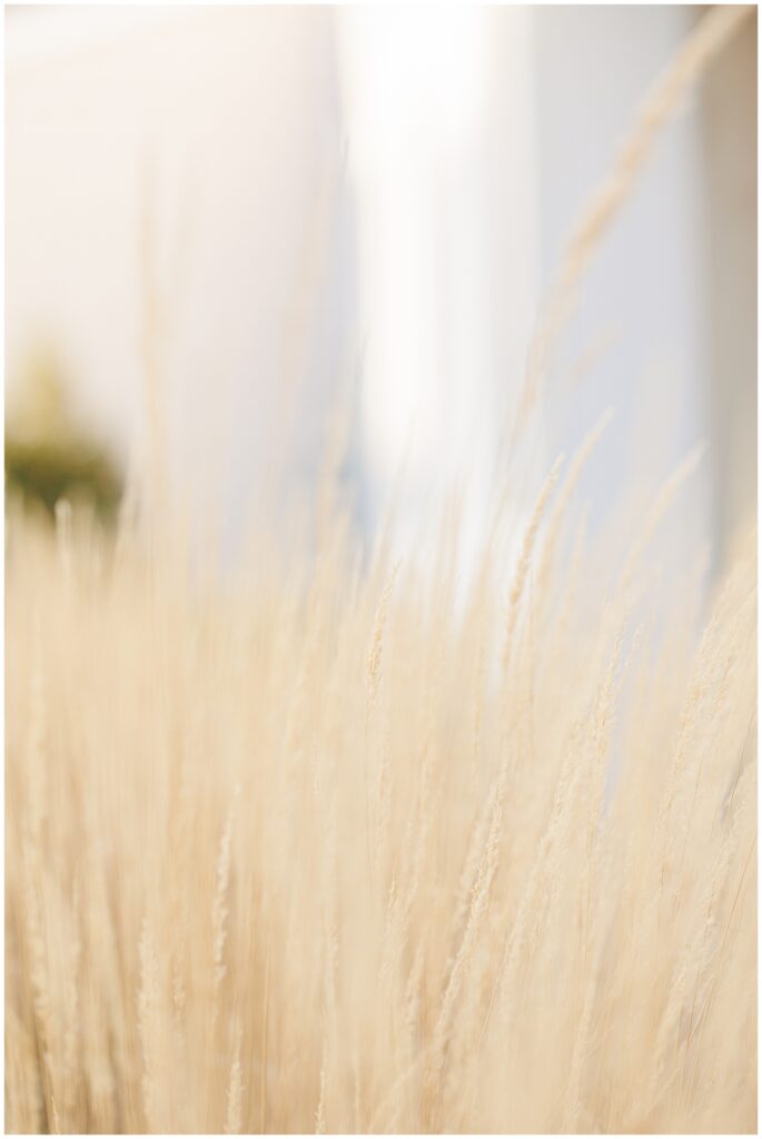 Close-up shot of tall, tan grass in soft focus, with blurred light in the background. The image emphasizes the delicate texture and movement of the grass.