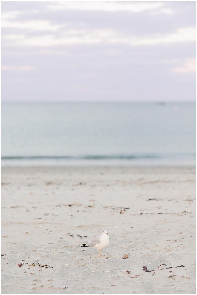 A single seagull stands on the sandy beach near the water’s edge at Sandy Beach in Cohasset, MA. The background shows the calm ocean under a soft, cloudy sky.