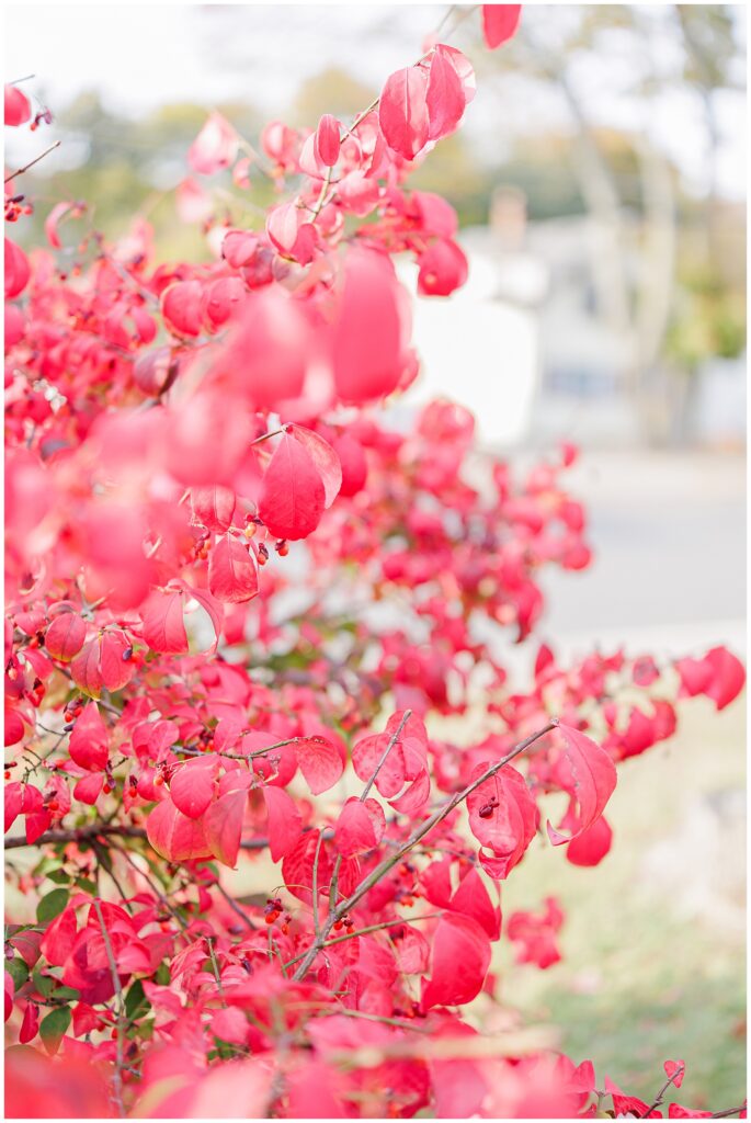 Close-up of vibrant red autumn leaves on a bush, softly blurred in the background, capturing the essence of fall in Lynn, MA.