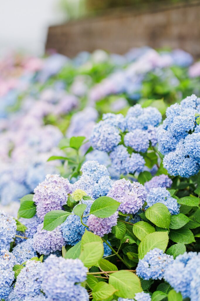 A close-up of vibrant blue and lavender hydrangea flowers with lush green leaves in Cape Cod. The soft lighting highlights the natural beauty of these iconic blooms.