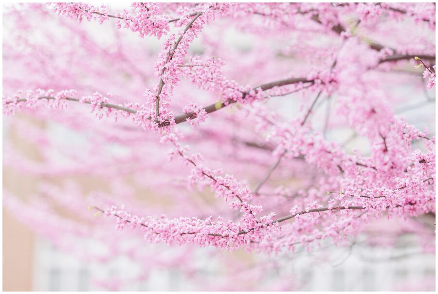 A detailed view of thin tree branches covered in vibrant pink flowers, softly focused in front of a light-toned building.