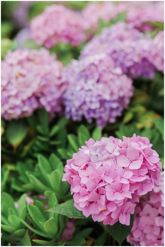 Pink hydrangea blossoms in peak summer bloom at Chatham Bars Inn in Cape Cod
