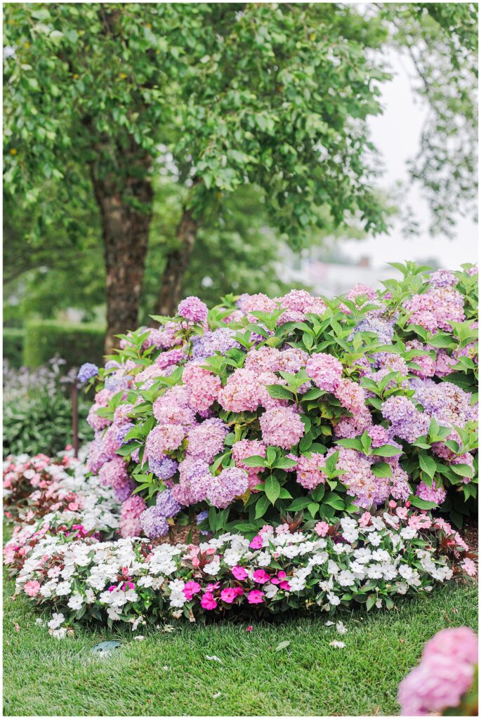 Vibrant pink, purple, and lavender hydrangeas in full bloom at Chatham Bars Inn in July