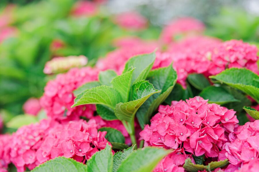 Vibrant pink hydrangeas in Edgartown, a classic Martha’s Vineyard scene often captured by wedding photographers for timeless summer portraits.