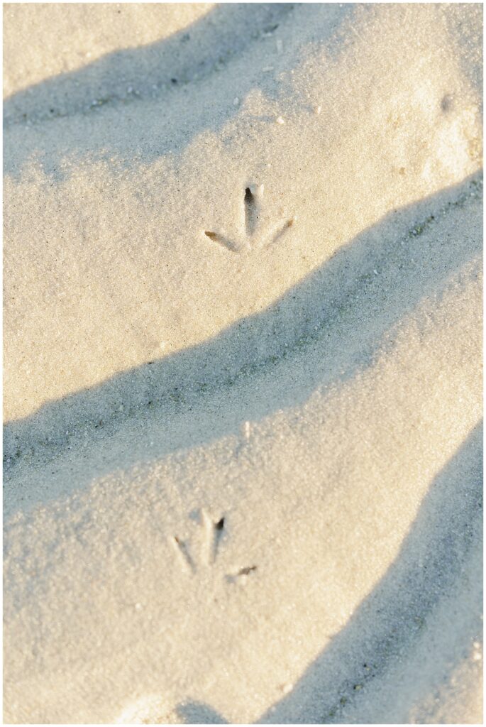 Close-up of bird footprints pressed into rippled sand, softly lit by the sun.