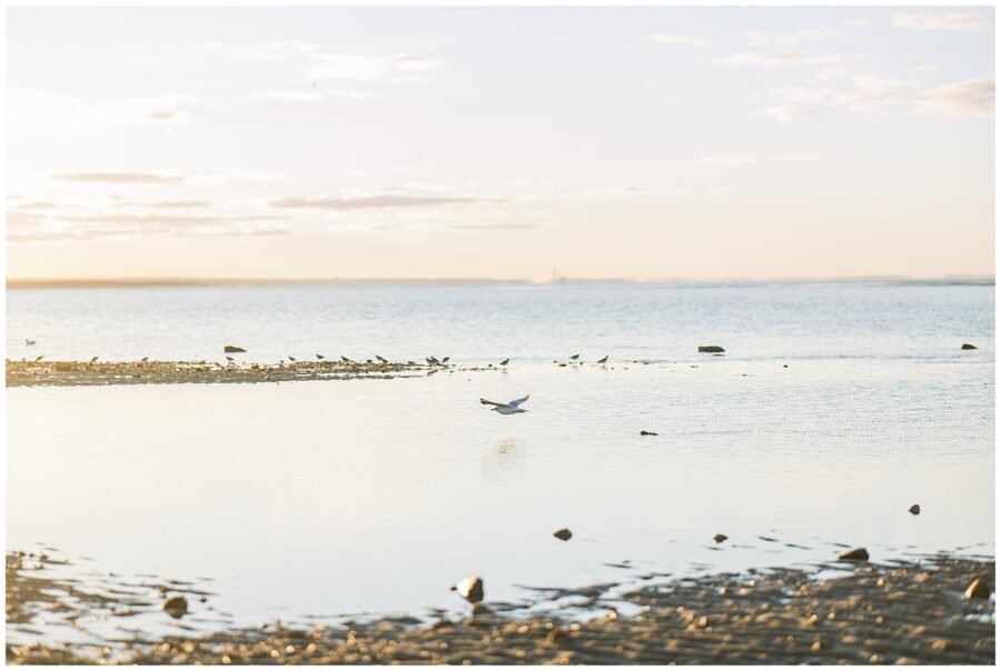A seagull flies low over calm tidal water at sunset, with more birds resting on a sandbar in the distance.