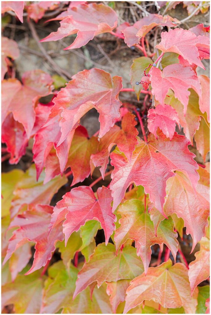 Close-up of red and orange ivy leaves growing along a stone wall near Bartlet Mall in Newburyport, showcasing peak fall colors.