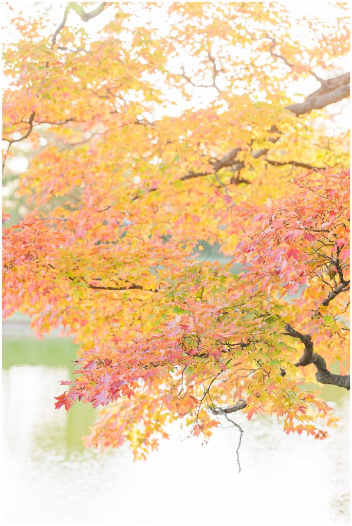 A maple tree with vivid red, orange, and yellow leaves extends over the pond at Bartlet Mall in Newburyport on a sunny autumn day.