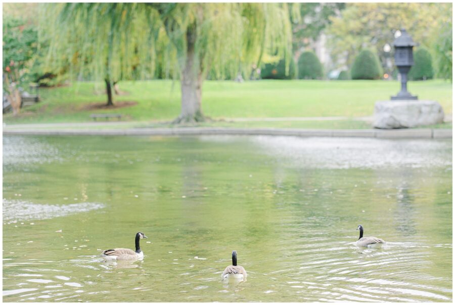 Three Canada geese swim across a calm pond in Boston Public Garden, with lush green grass, trees, and a black lantern sculpture in the background.