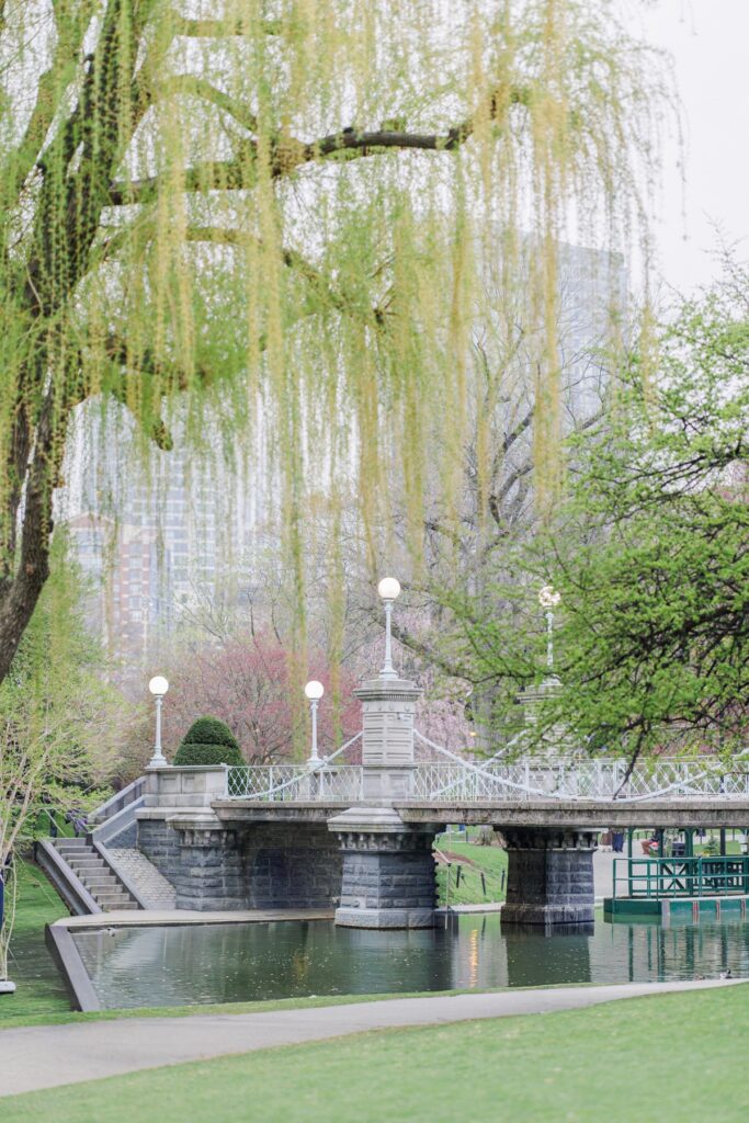     Willow trees and bridge in the Boston Public Garden during springtime in Boston for Beacon Hill engagement photos