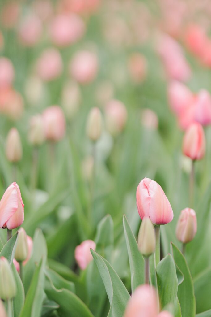     Soft pink tulips blooming in Boston during spring engagement season