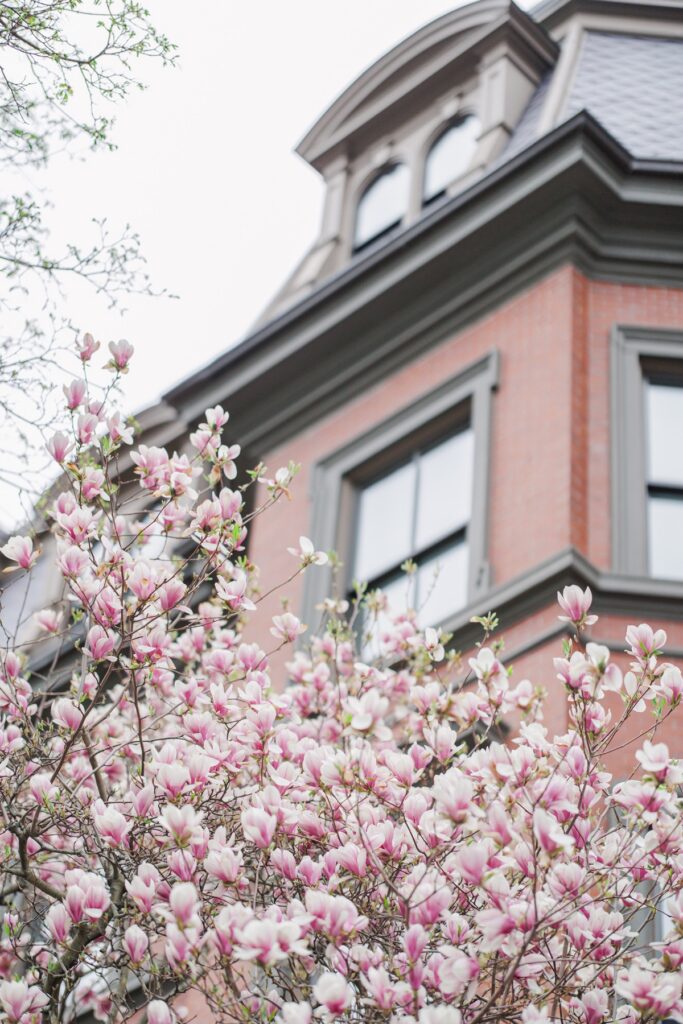     Pink magnolia blossoms in front of historic Beacon Hill brownstones during springtime engagement photos in Boston