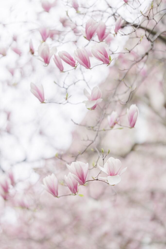     Soft pink magnolia blossoms blooming along Beacon Hill during spring engagement season in Boston