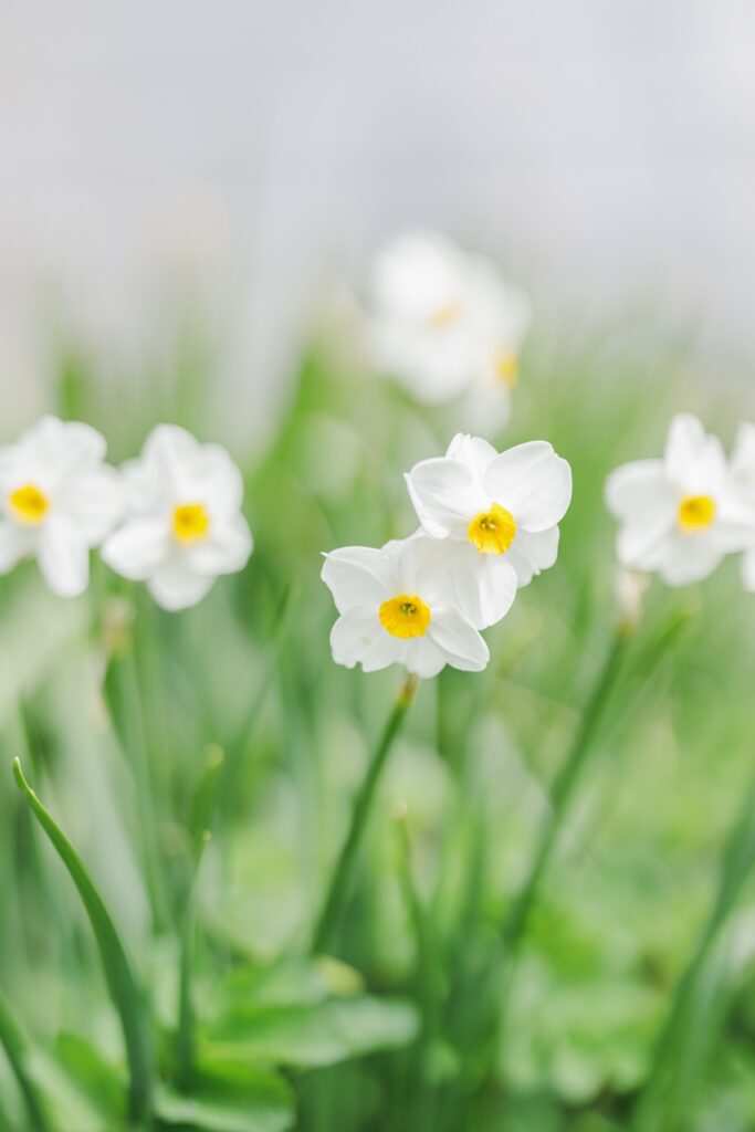 White daffodils blooming in the spring gardens at Heritage Museums & Gardens in Sandwich MA