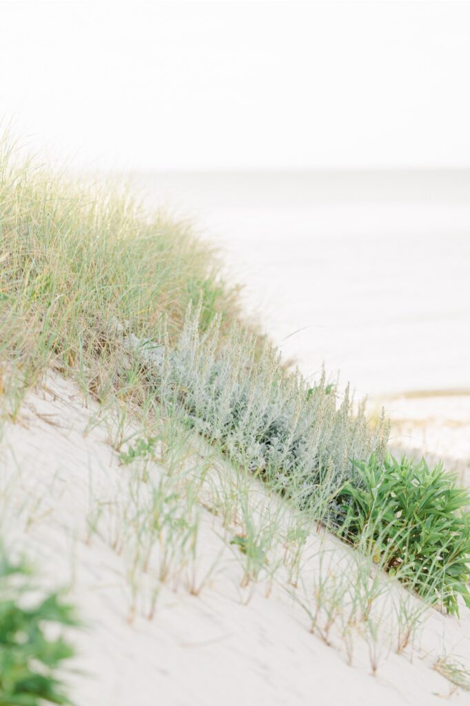 Cape Cod beach dunes with sea grass overlooking the shoreline during a summer evening.