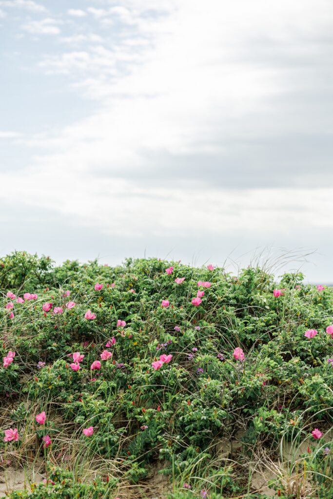 Pink beach roses bloom across the sand dunes beneath a dramatic cloudy sky near the Cape Cod shoreline. The native flowers add natural coastal beauty to the wedding setting.