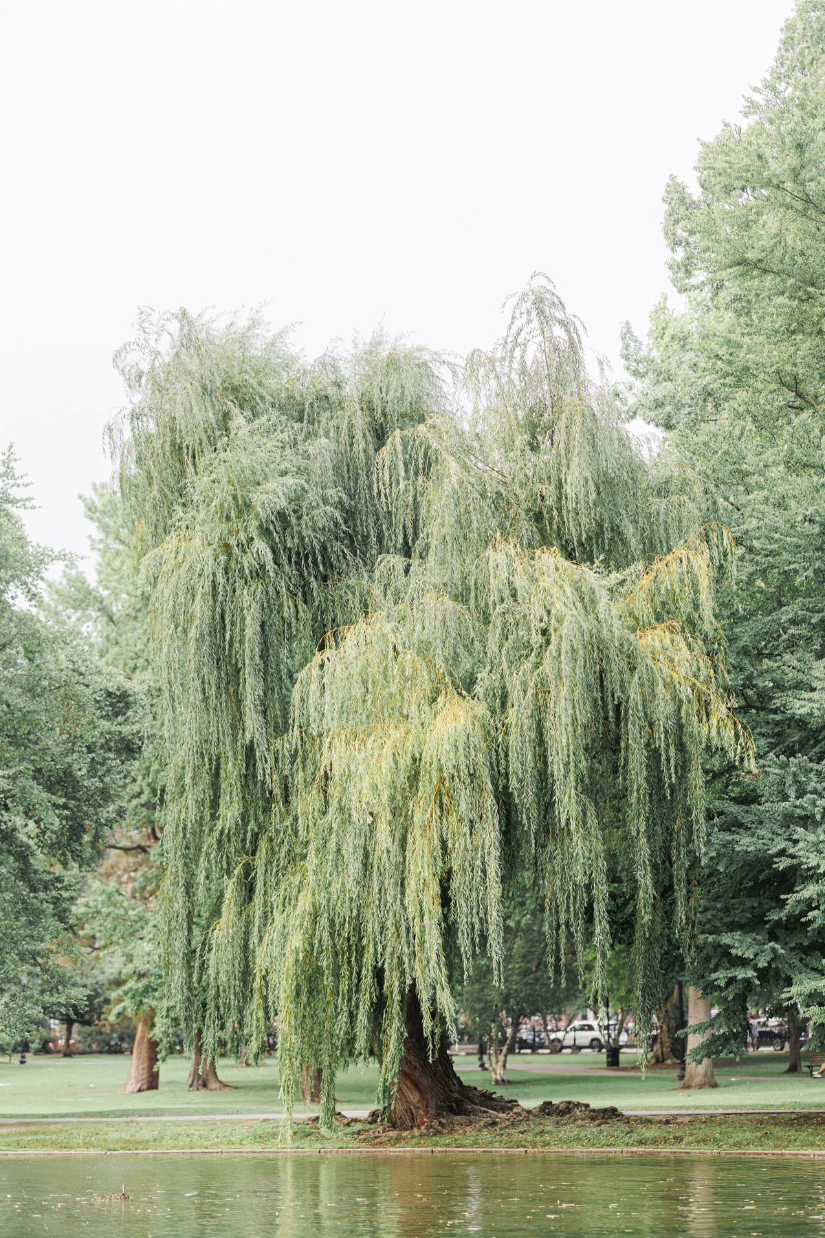 A willow tree by the lagoon at the Boston Public Garden