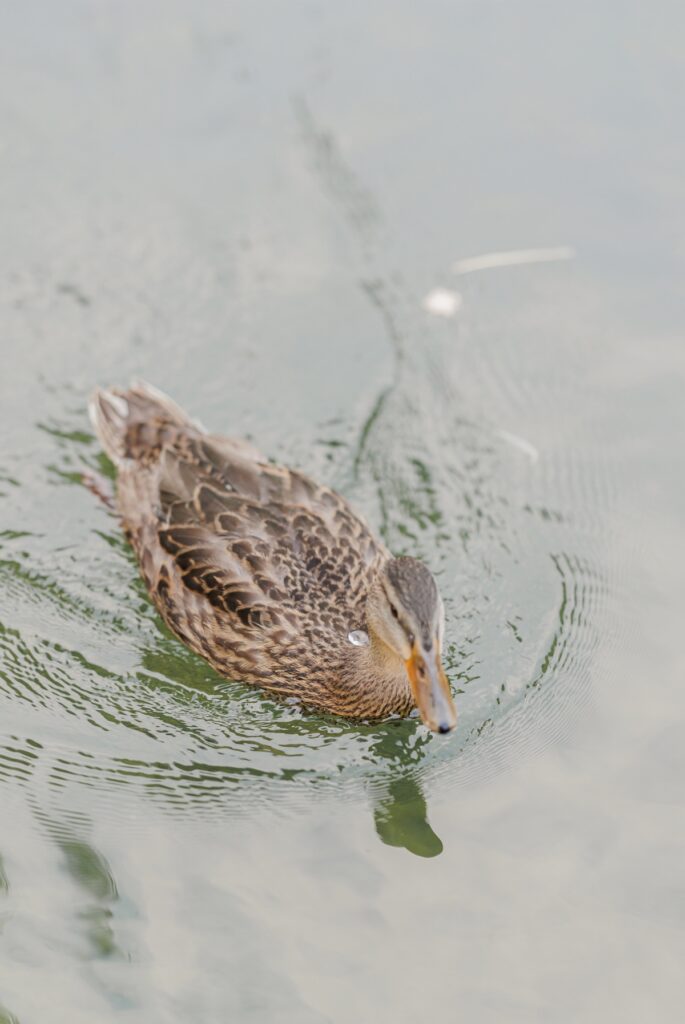 A brown duck swimming in the lagoon at the Boston Public Garden