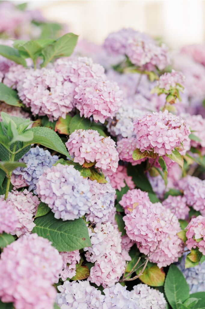 Pink and purple hydrangea flowers at Chatham Bars Inn