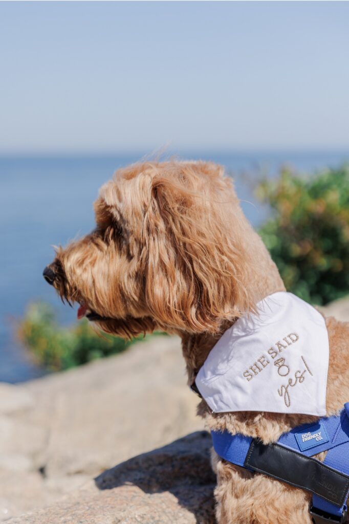 Dog wearing a “She Said Yes” bandana after a Cape Cod surprise proposal.
