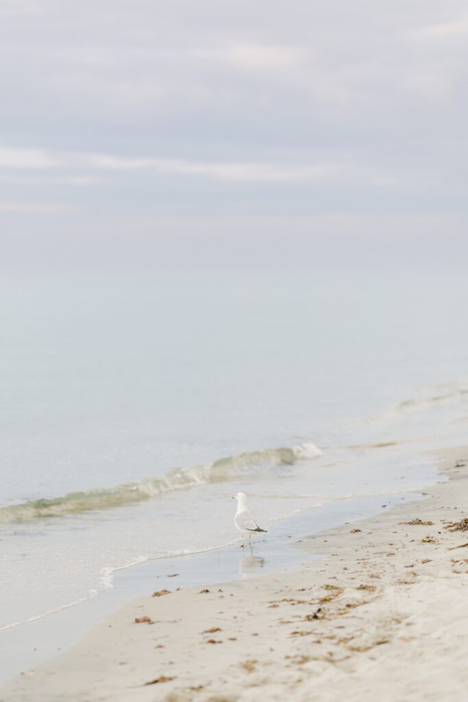 A seagull stands along the quiet shoreline at Mayflower Beach in Dennis, Massachusetts.
