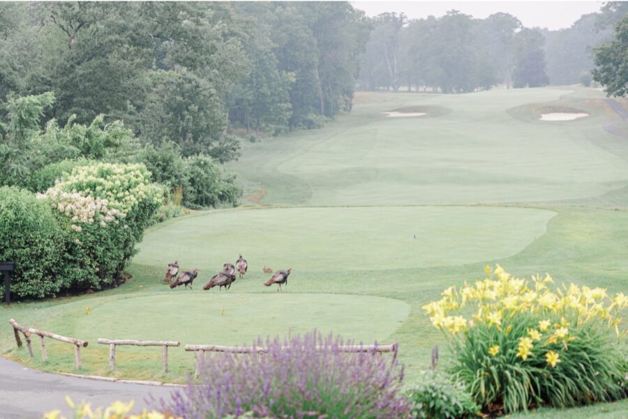Wild turkeys crossing the rain-soaked golf course on a Salem Country Club wedding day.