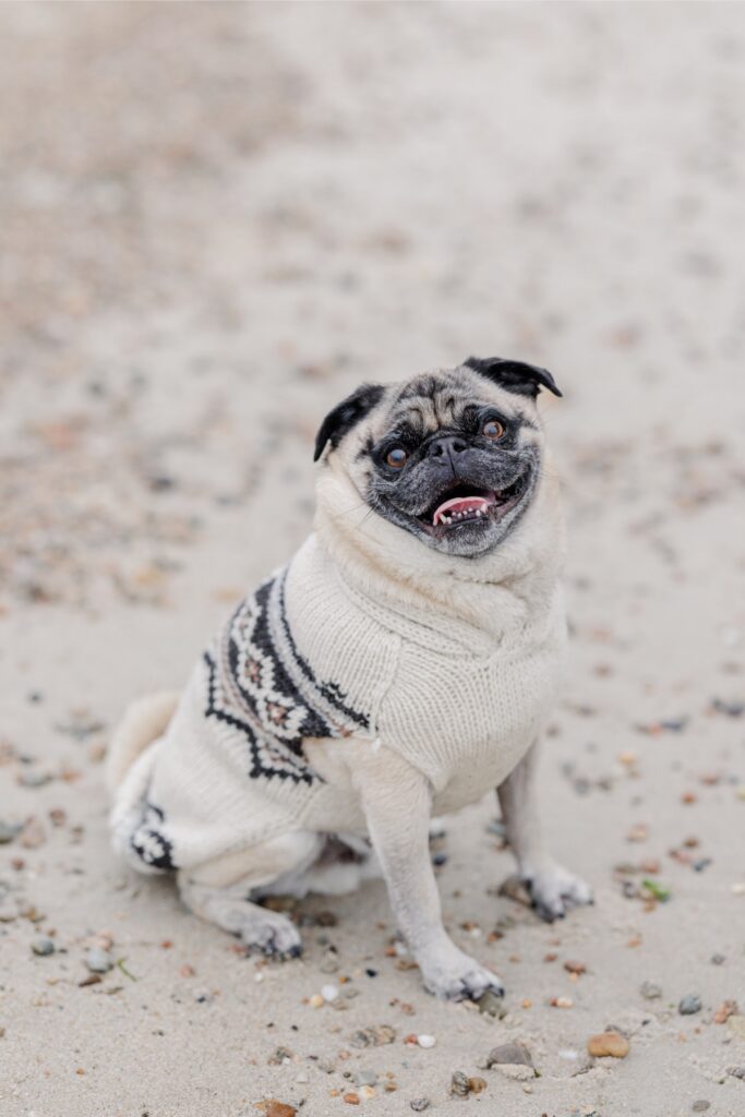 Pug wearing a cream knit sweater on the sand.
